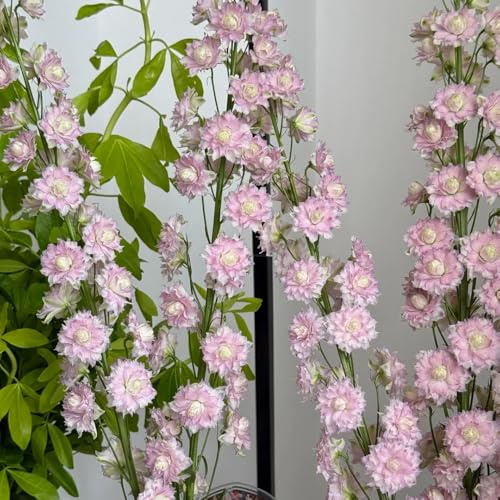 semillas de espuela de caballero, resistentes perennes, exóticas, Decoración 100pcs