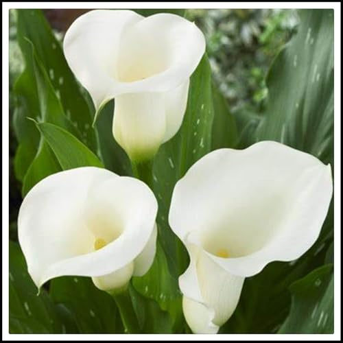 bulbi di Zantedeschia, Eleganti, Delicati, Robusti, Vivaci, Sereni,calla bulbi-6 bulbi