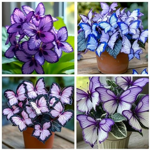 Rizomas de Hosta, Planta Perenne Resistente al Frío, Ideal para Zonas de Sombra y Decoración de Jardines-pi-15 bulbo