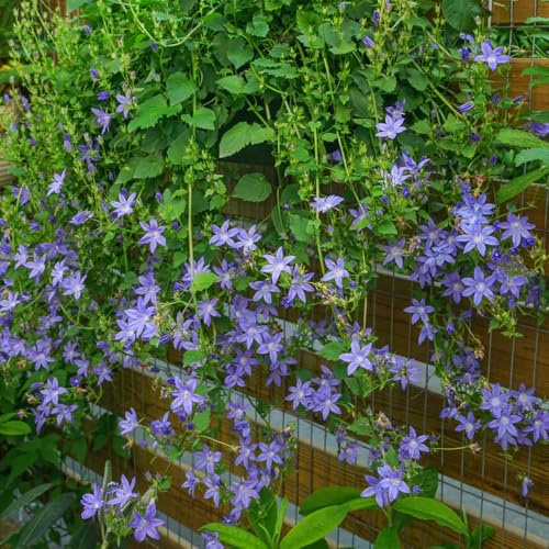 Semi di campanula-Campanula media,da balcone,da giardino giardino to,per luoghi soleggiati resistenti all'esterno 400pcs
