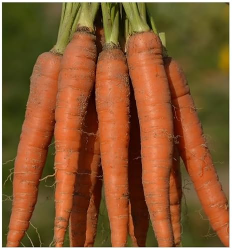 PREMIER SEEDS DIRECT - Imperator Heirloom Carrot Seeds, Approx 600 Seeds
