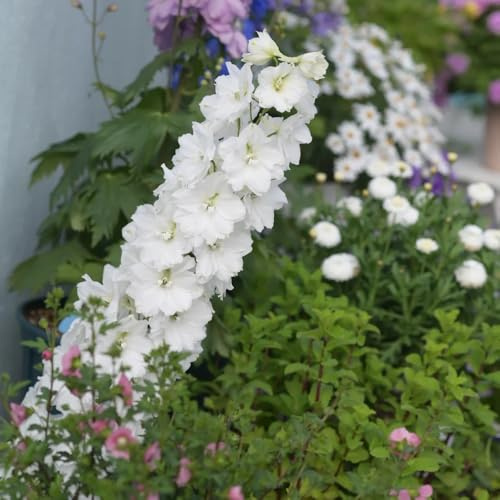 rittersporn blumendeko blumengarten blumenbeet balkon blumenwiesensaat balkonpflanze wildblumen balkonblumen frühlingsblumen dachbegrünung blumenstauden winterhart balkonpflanzen 800samen