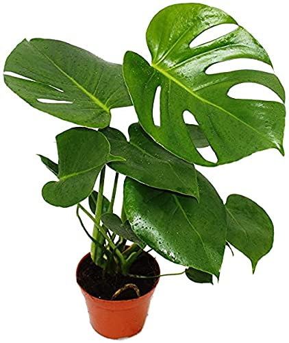 Monstera Deliciosa Planta Natural Costilla de Adán con Maceta de Cerámica Planta de Interior