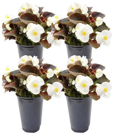 Begonia Flor - Pack de 4 Plantas de Begonias - Flores de Muchos Colores