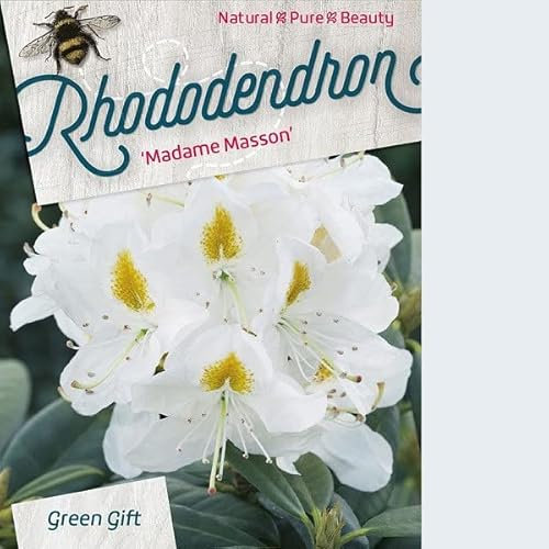 Rhododendron 'Mme Masson' 40-50 cm pot | Arbuste persistant, fleurs blanches parfumées, idéal jardin boisé