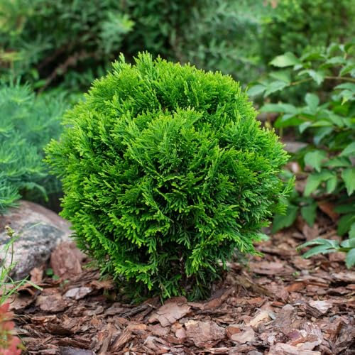 Thuja occidentalis 'Danica' - Dwarf Evergreen Conifer with Dome-Shaped Bright Green Foliage, Hardy and Award-Winning, Ideal for Containers and Borders, 1X or 2X 3 Litre Pots by Thompson and Morgan
