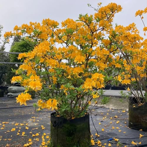 semi di rododendro, biologici di selvatici, azalea per balcone rare, resistenti all'inverno 55pcs