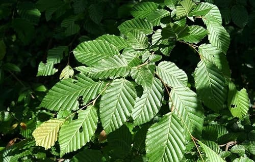 10 SEEDS OF CARPINUS BETULUS - WHITE HORNBEAM