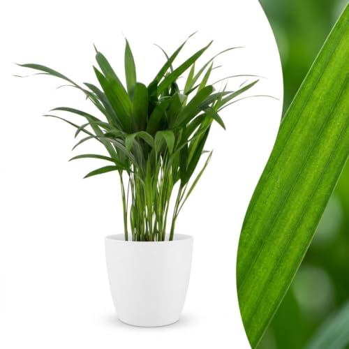 Areca Lutescens – Guldpalm – med Potter Vit - 35-45cm - Ø12cm