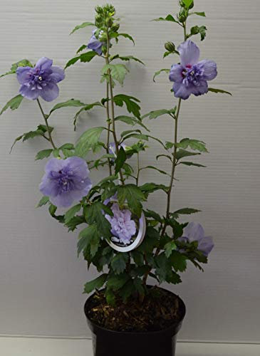 Hibiscus gefüllt blau blühend Hibscus Blue Chiffon - R - 40-60 cm hoch im 3 Liter Pflanzcontainer