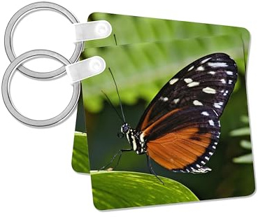 3dRose, Tiger Longwing butterfly, Indianapolis, IN - US15 AJE0003 - Adam Jones, set of 6 Key Chains