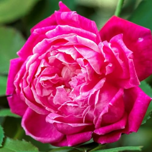 Fragrant Climbing Rose Live Plant, Well Rooted 5-9 Tall, No Leaf, Indoor Outdoor Climber, Rose Bush, Hybrid Tea Rose Like (Deep Red Pink)