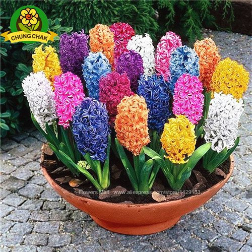 Graines de jacinthe Graines de fleurs Bonnsai (pas de bulbe de jacinthe) Fleur hydroponique si parfumée Toujours manquante à l'extérieur Mélange de couleurs Paquet de 100 graines