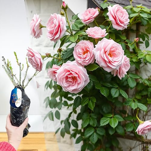 Hardy Bare Root Pink Climbing Rose 'Blossomtime' – Ideal for Vertical Garden Displays, Pathways, Trellises, and Climbing Plants