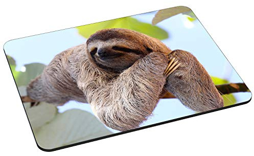 PEDEA Gaming und Office Mauspad - 220 x 180 mm - mit vernähten Rändern und rutschfester Unterseite, Chilling Sloth