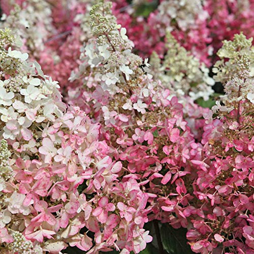 Thompson & Morgan Hardy Perennial Hydrangea Paniculata ‘Pinky Winky’ Plants, Deciduous Flowering Shrub, Potted Garden Plants Ideal for Cottage Gardens, Patio and Containers (2 x 3.6 Litre Pot)