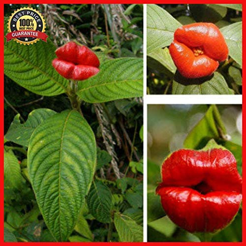 Seeds Seed Germination: hot Lips Flowers 50pcs vases psychotria elato Flower of Lips Seeds