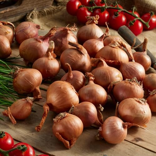 Shallot Wintersteckzwiebeln Biztro (500 gr) - Steckzwiebeln Winterhart - Hoher Qualität aus Holland (kein Samen) - Mild scharfe Gemüsezwiebel - Steckzwiebel größe 14-21 mm