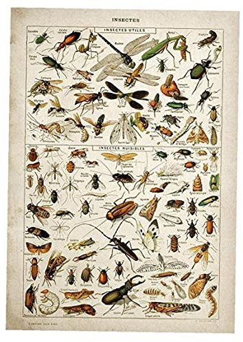 Onsinic Wand-deko Vintage Poster Bienen Insekten-Wand-Kunst-Plakat-Druck Leinwand-malerei Hauptdekorationen