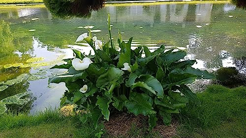 Zantedeschia aethiopica/Arum blanc d'Ethiopie/Conteneur de 1.5 à 2.9 litres