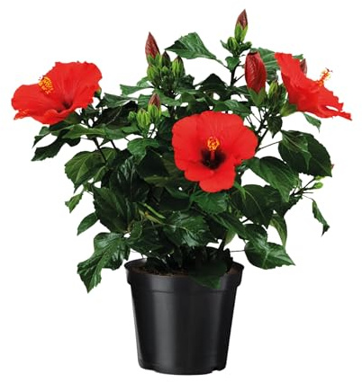 Plant in a Box - Ibisco cinese - Hibiscus rosa-sinensis - Altezza 40-50cm - ø17cm - Pianta d'appartamento da fiore - Rosso