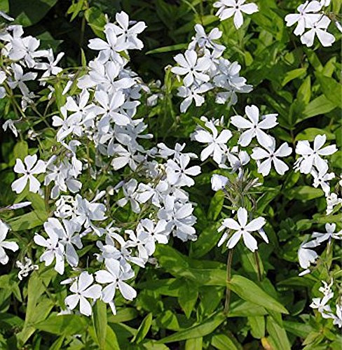 Niedrige Flammenblume White Perfume - Phlox divaricata - lebende Gartenpflanze aus den Baumschulen