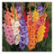 Gladiolos bulbos,Bulbos de gladiolos de colores,gladiolus tristis,Gladiolos en maceta,flor herbácea perenne,planta de gladiolos,flores cortadas,reverdecimiento,arreglos florales.-8bulbos-J