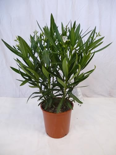 [Palmenlager] - Oleander 70 cm -Strauch- weiß - Nerium oleander - mediterrane Pflanze