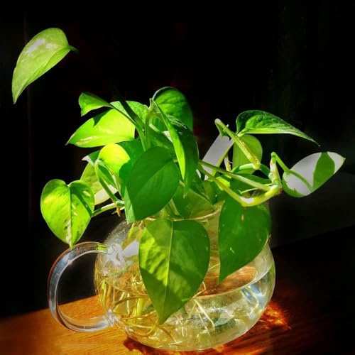 semi di fiedra, ufficio resistenti per giardino, semi decorazione interni giardino esotica balcone con letto elevato 100pcs