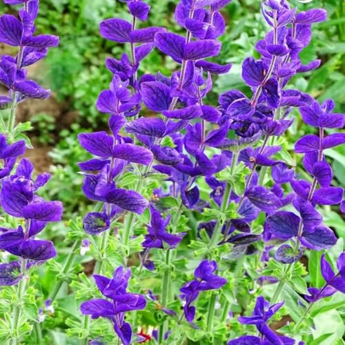 Clary Sage Blue Monday - 200 Seeds + freebie + Plant tag (Salvia horminum)