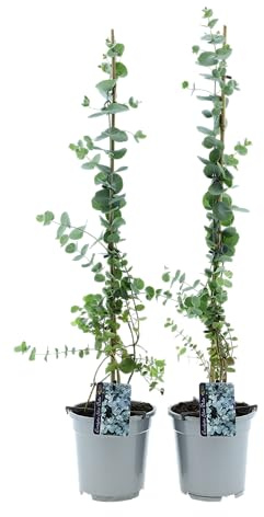 Eucalyptus Silver Dollar XXL 100-110 cm – Eucalyptus cinerea im 17 cm Topf, aromatische Blätter, wintergrüne Zierpflanze für Balkon, Terrasse und Garten (1)