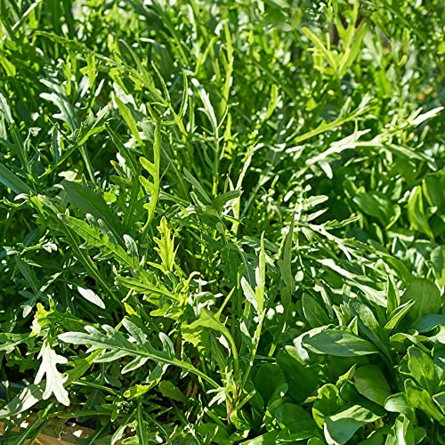 semi di rucola esotiche resistenti in vaso balcone varietà antiche 250pcs