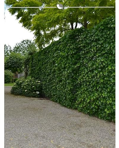 Irischer Efeu 175-200 cm im Topf. Angebot: 18 Hedera immergrüne Kletterpflanzen