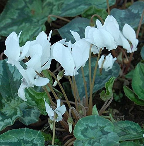 Herbst Alpenveilchen Perlenteppich - Cyclamen hederifolium - lebende Gartenpflanze aus den Baumschulen