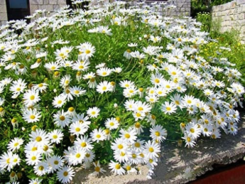 Buy4seeds Chrysanthemum Maximum Shasta Daisy 750 Finest Seeds Perennial Flower Easy to Grow