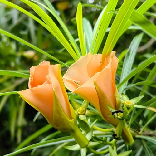 semi di oleandro, giardino estivi giardino arbusti selvatici resistenti all'esterno da balcone per luoghi soleggiati come per gli ospiti 10pcs