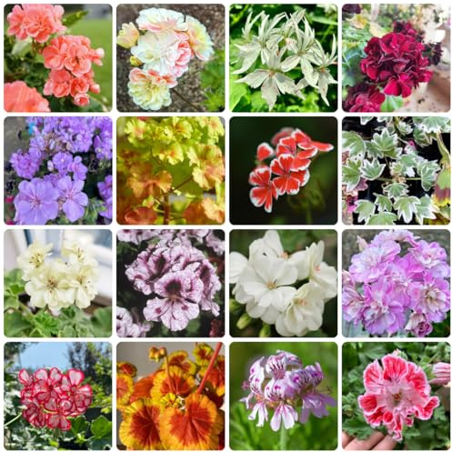 geranien hängend - pelargonium - wiesensaatgut garten geschenk bonsai balkon blumensamen gartenblumen balkonpflanzen hochbeet wohnzimmer deko balkonblumen schnittblumen balkon 200samen