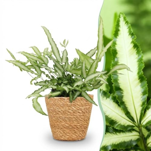 Pteris cretica Albolineata - Bandbräken - Djurvänlig växt - Grön - 4 Växter - med korg - 20cm - Ø12cm - Krukväxt - - Växt med kruka