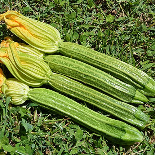 ZUCCHINO ROMANESCO NR.40 SEMI