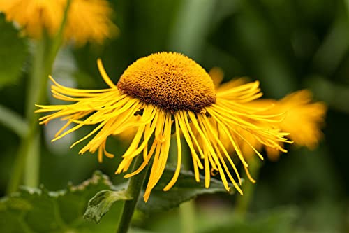 Telekia speciosa 11x11 cm Topf – Winterhart, Mehrjährig, Pflegeleicht – Großblütige Telekie – Staude für Beet & Rabatte
