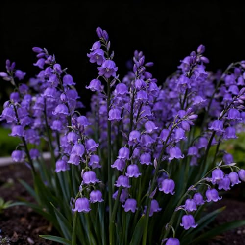 Rizoma de lirio de los valles, Lirio de los Valles resistentes, rizomas de jardín perennes, Lirio de los Valles raras para plantar en el jardín-10 Rizomas-g
