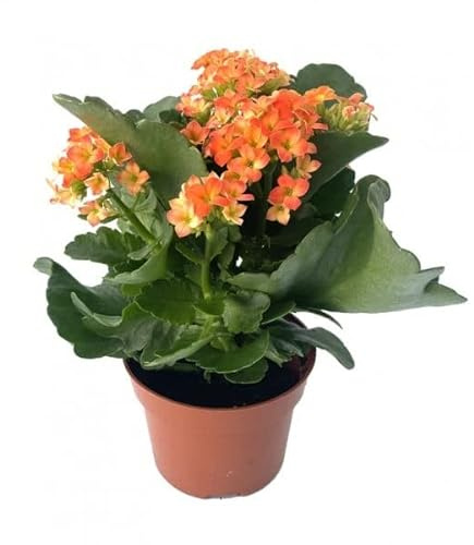 Flor Natural Planta de Kalanchoe Calandiva Suculenta de Interior con Inflorescencias de Colores