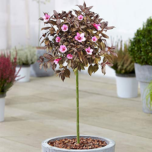 Weigela Minor Black Tree | Semi-Evergreen Ornamental Trees for Small Gardens | Premium Lollipop Standard Straight Stem Plant (70-80cm (Incl. Pot))