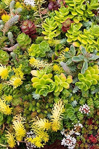 Semi di Fetthenne mescolati - Sedum sp
