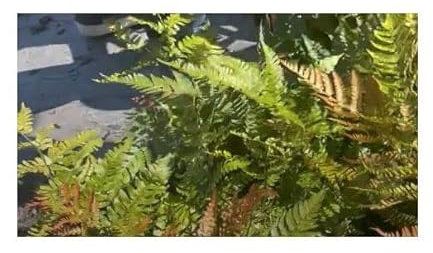 Stk - 50x Blechnum tabulare Farn Garten Zimmer Pflanzen - Samen B799 - Seeds & Plants Shop by Ipsa