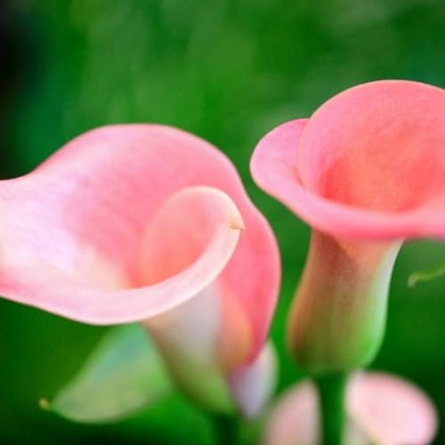 Calla Lily Bulbs-Calla Lily Bulbs for Planting Now UK,Garden Flowers,Hardy Perennial,Plant Bulbs,Wedding Flowers-8bulbs-c