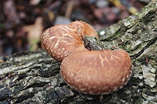 Bio Shiitake Baumstamm