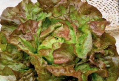 Pcs - 40x Salade Wunder Des 4 Saisons - Salade Légumes Graines Jardin KS370 - Seeds & Plants Shop by Ipsa