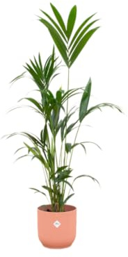 Trendyplants – Palma de kentia incluida elho Vibes Fold redondo rosa – 160 cm – Ø 30 cm