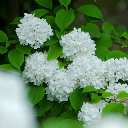 semi di palla di neve resistenti, primaverili cespugli palle neve invernali selvatici da balcone decorazione da giardino per esterni, tappeto 150pcs